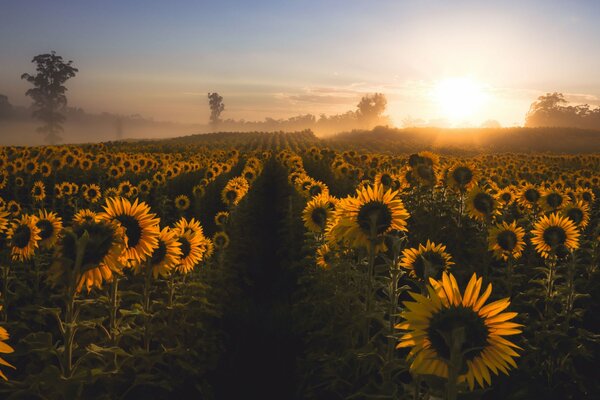 Field of golden sunflowers at dawn