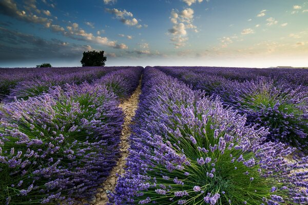 Title alluring view of the summer lavender field