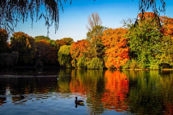 Autumn forest with a lake and ducks