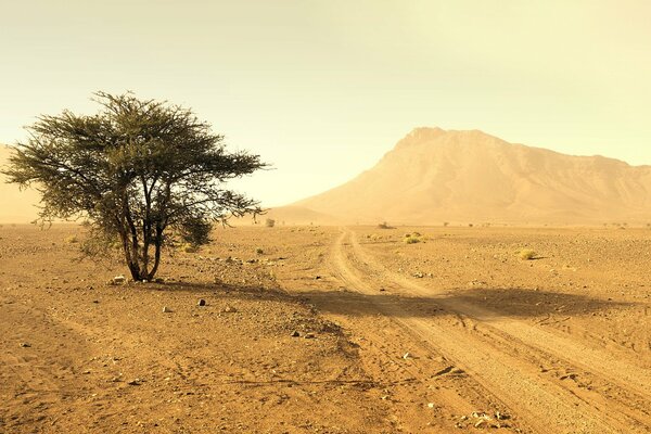 Deserto con albero solitario