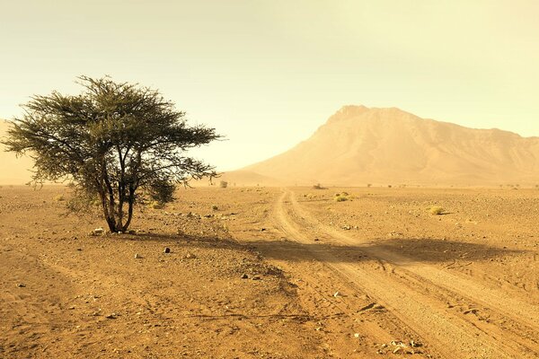 Пустыня с одиноким деревом