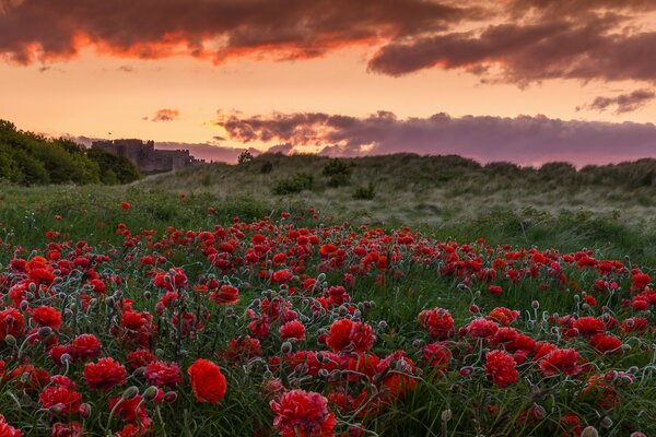 Riesiges Mohnfeld bei Sonnenuntergang