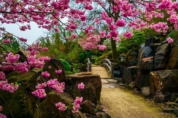 Sakura im japanischen Garten