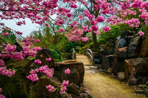 Sakura in the Japanese garden