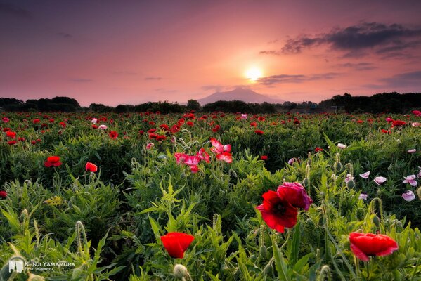 Green meadow with large red flowers at sunset