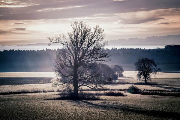 Paysage coucher de soleil dans les arbres de champ