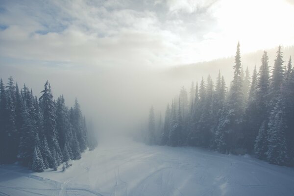 Fog in winter forest blizzard