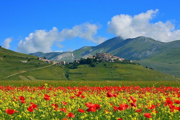 Italien. castellucho di norcia. feld mit Mohnblumen in den Bergen