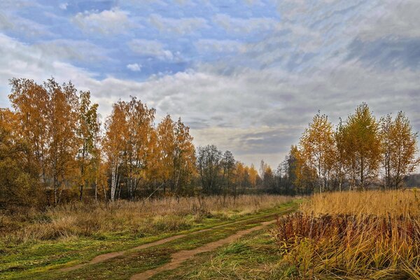 Title autumn landscape of trees near Moscow