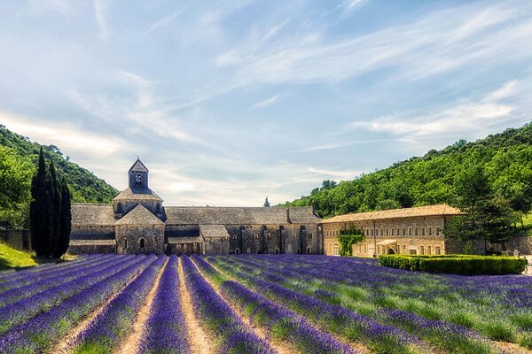Großes Feld mit lila Lavendel