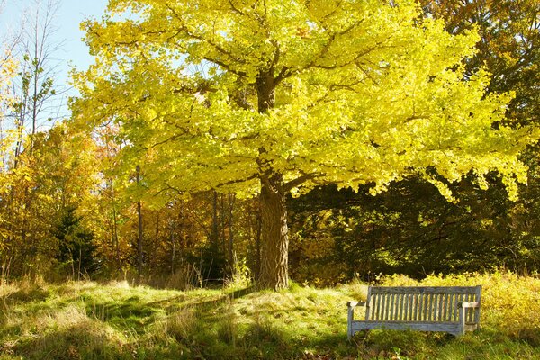 Panchina sotto un enorme albero autunnale