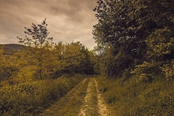 Waldweg bei sonnigen Sonnenuntergängen im Sommer