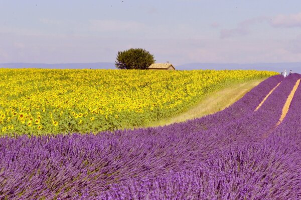 A blooming lavender field with a house