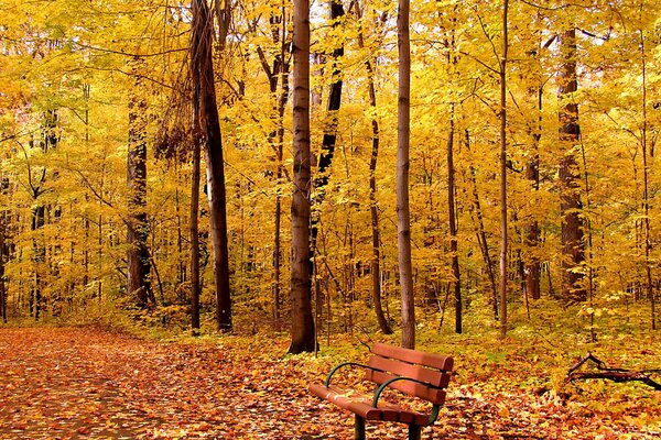 Yellow autumn forest with bench