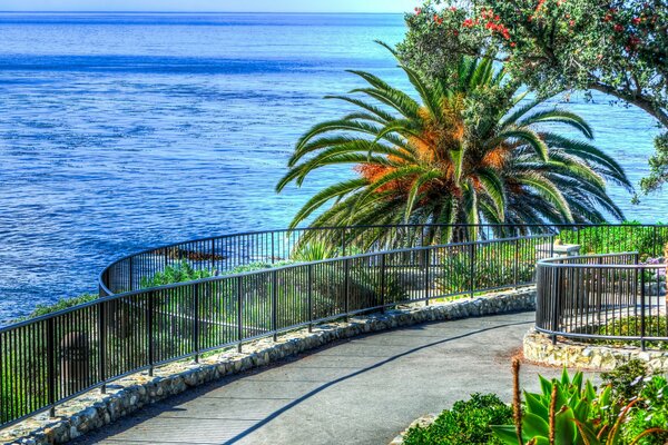 Sea and palm trees beach in the USA