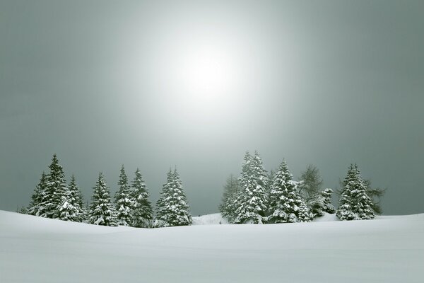 Winter landscape, snow-covered Christmas trees