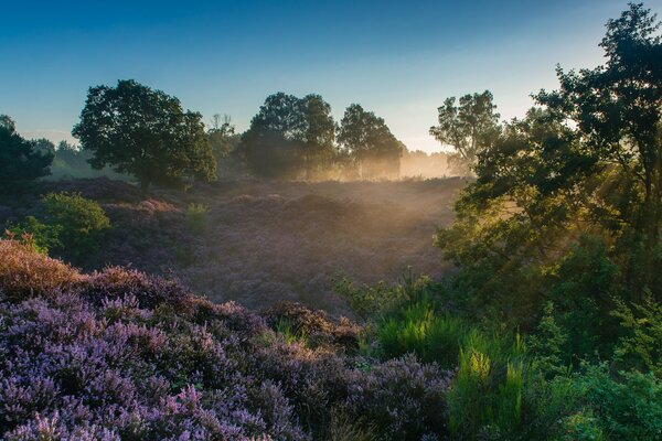 Reden National Park Netherlands morning