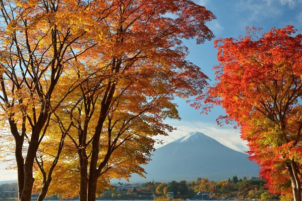 Autumn trees on the background of a Japanese mountain