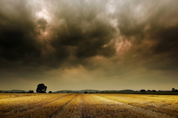 Campo di grano vicino al Villaggio