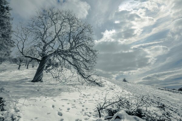 Cold shades of winter. A tree in a field