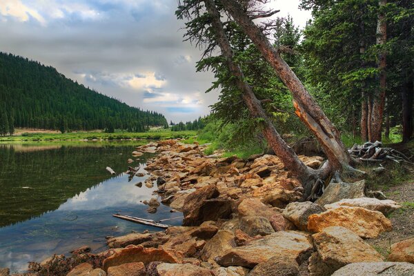 Un árbol se inclina sobre un lago forestal