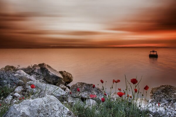 Les coquelicots de montagne sont les plus beaux