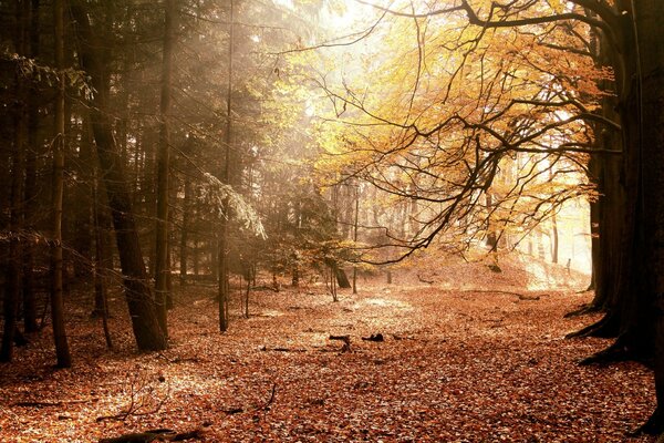 Title naturaleza otoño atractivo paisaje de la naturaleza