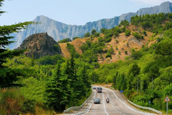 Camino de transporte pavimentado a través del bosque