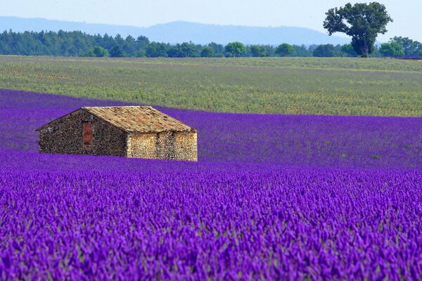 Lavender blooming meadow with a house in France