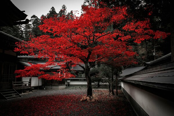 Crimson tree in autumn in the yard in Japan