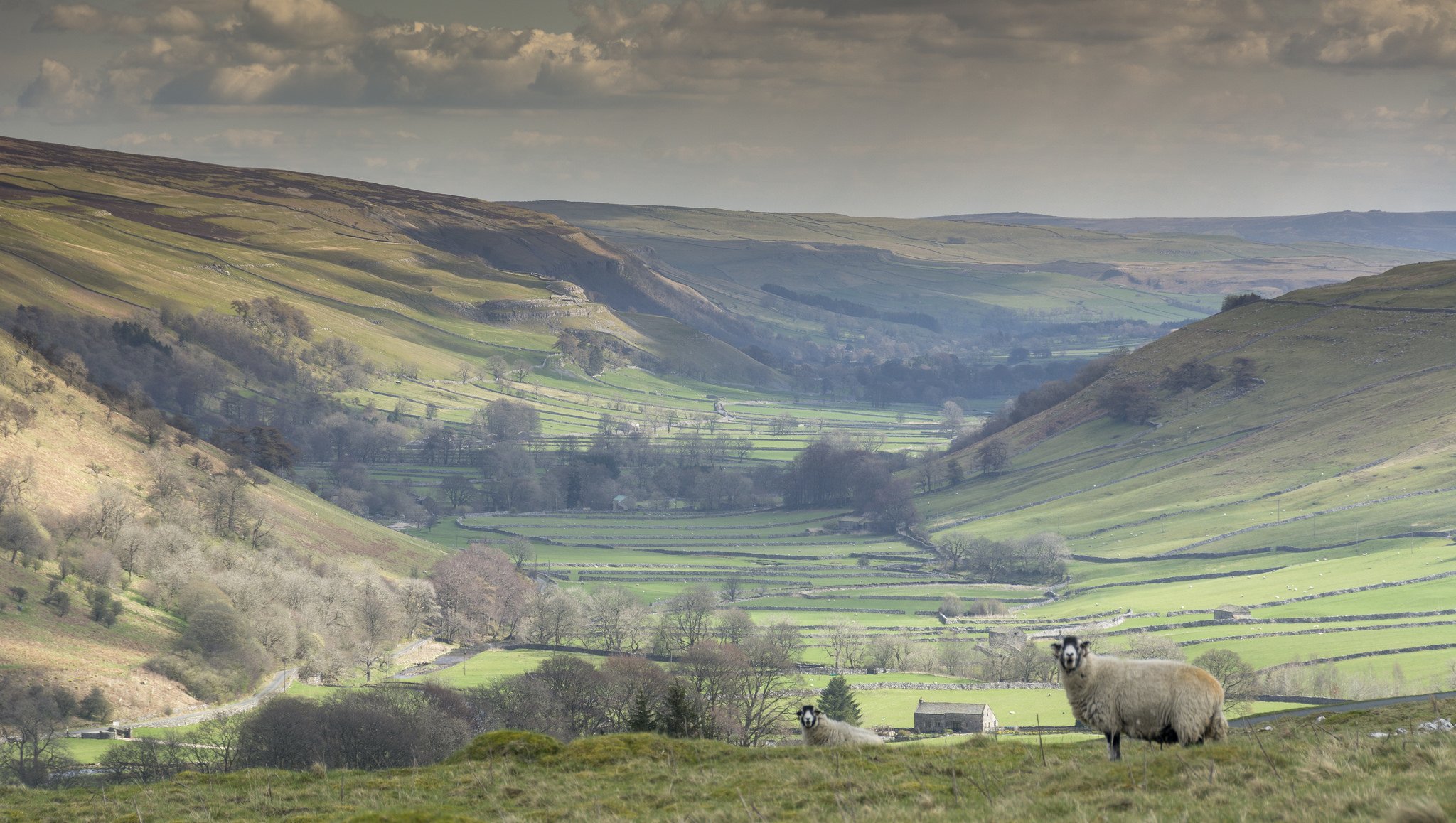 littondale yorkshire del norte inglaterra campos ovejas