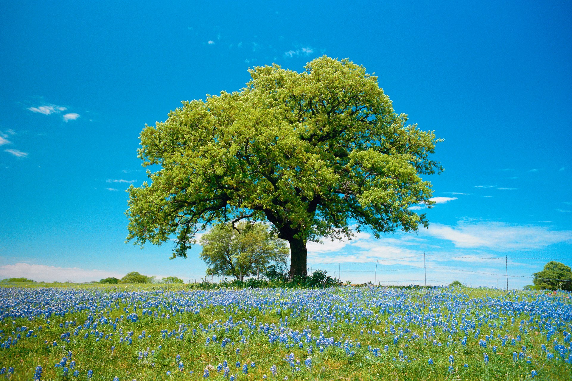 ciel nuages champ pré fleurs arbre printemps