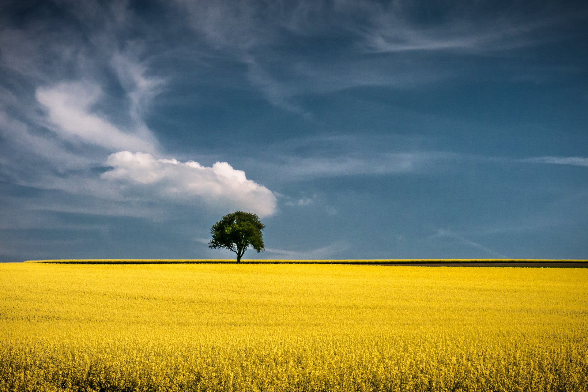 campo campo oro albero orizzonte campo d oro legno