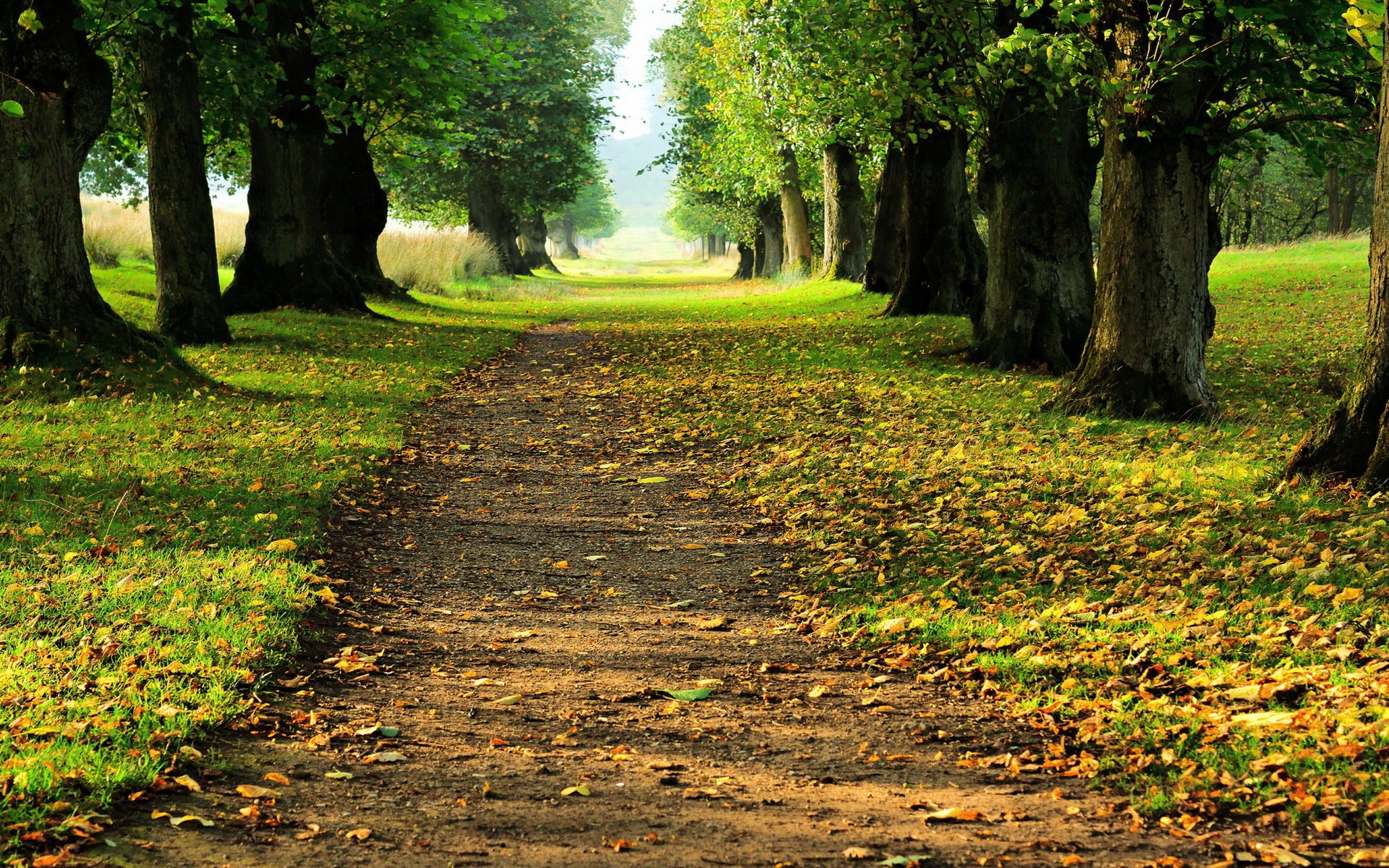 avenue de la forêt automne paysage