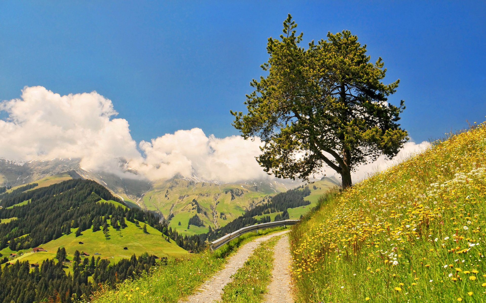 cielo montagne foresta nuvole erba fiori albero strada svolta natura