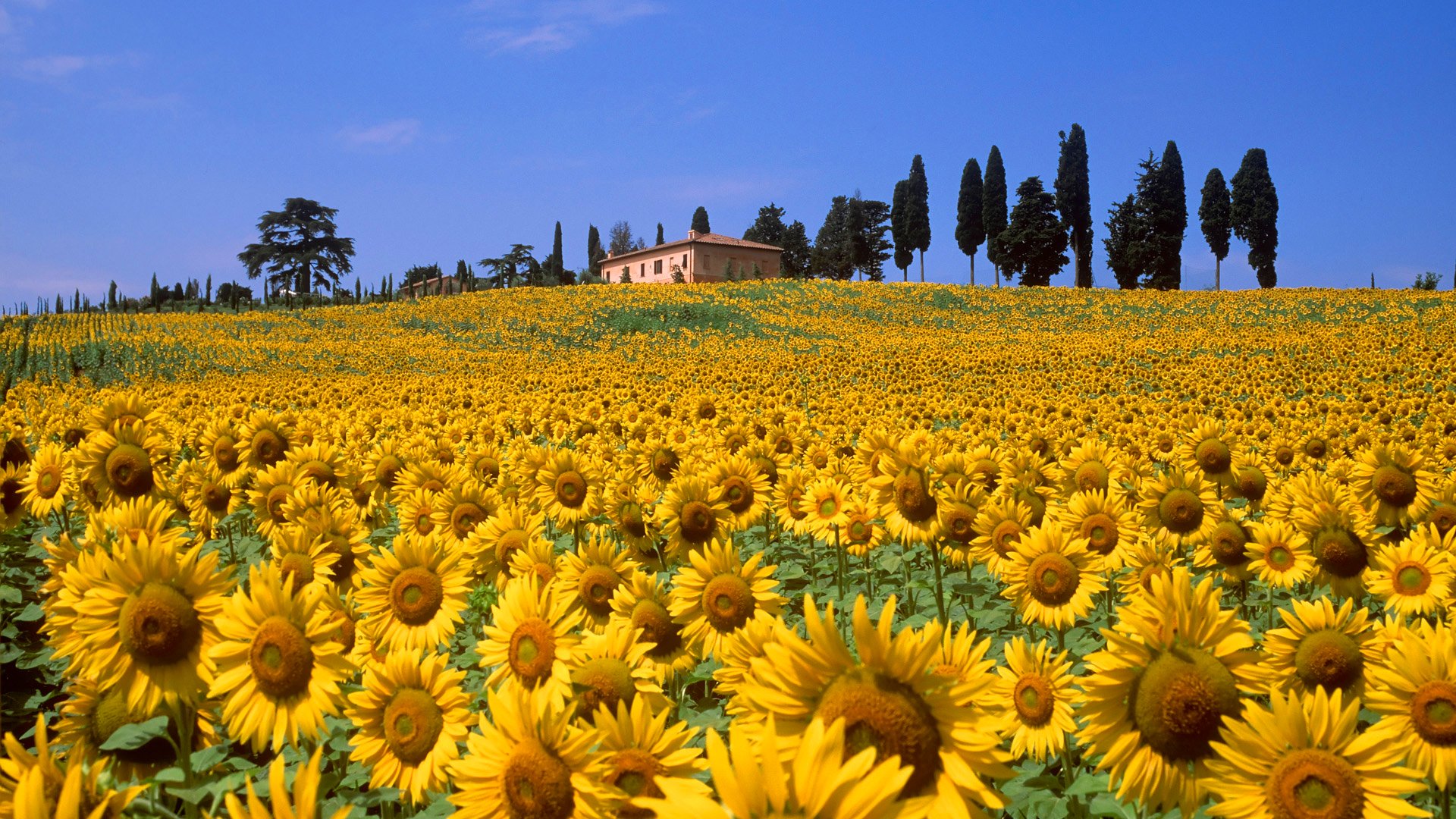 toscane italia italie ciel collines champ fleurs tournesol maison arbres