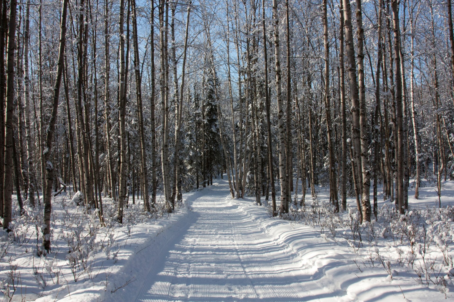 foresta alberi inverno neve strada tracce