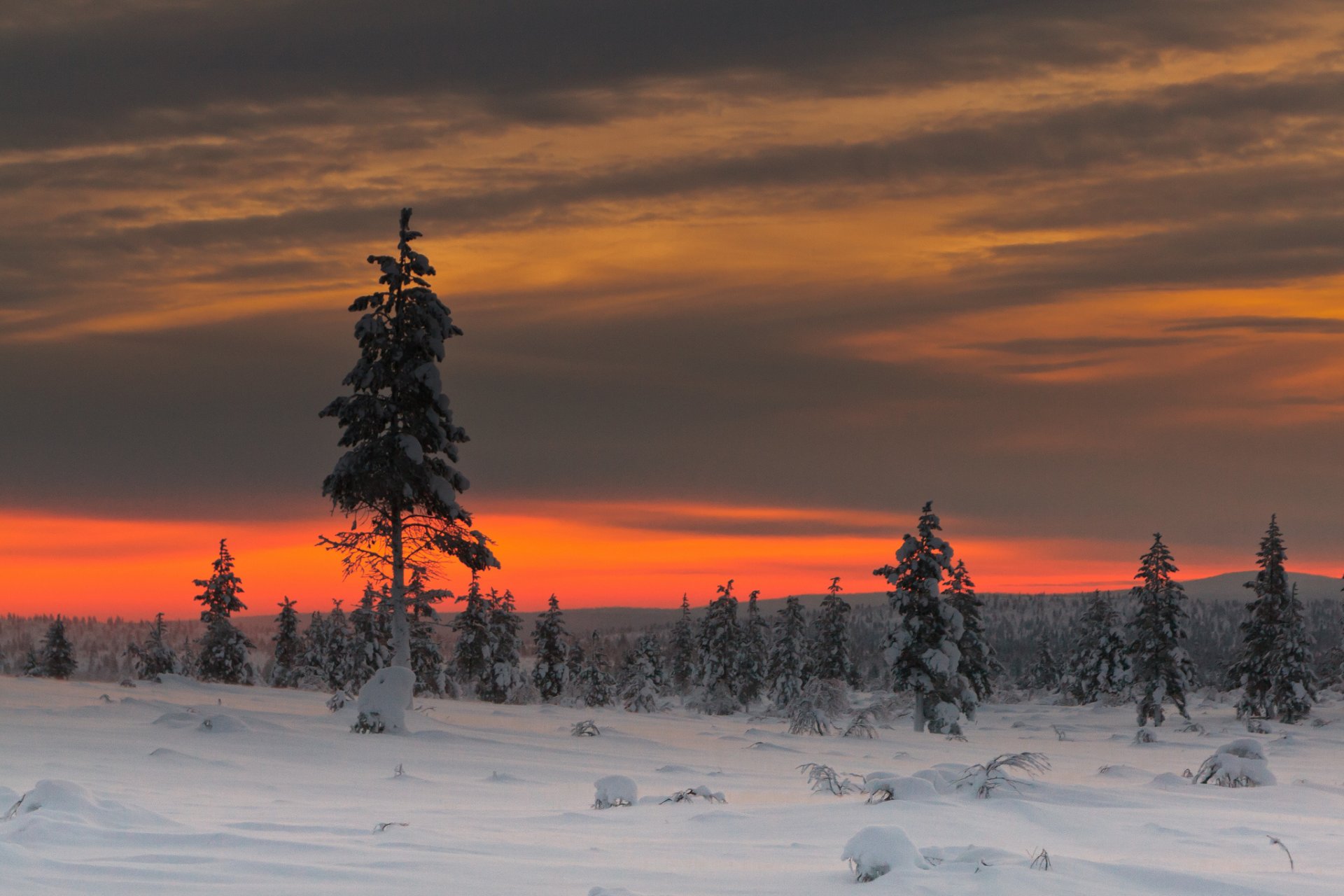 inverno neve alberi cielo nuvole luce