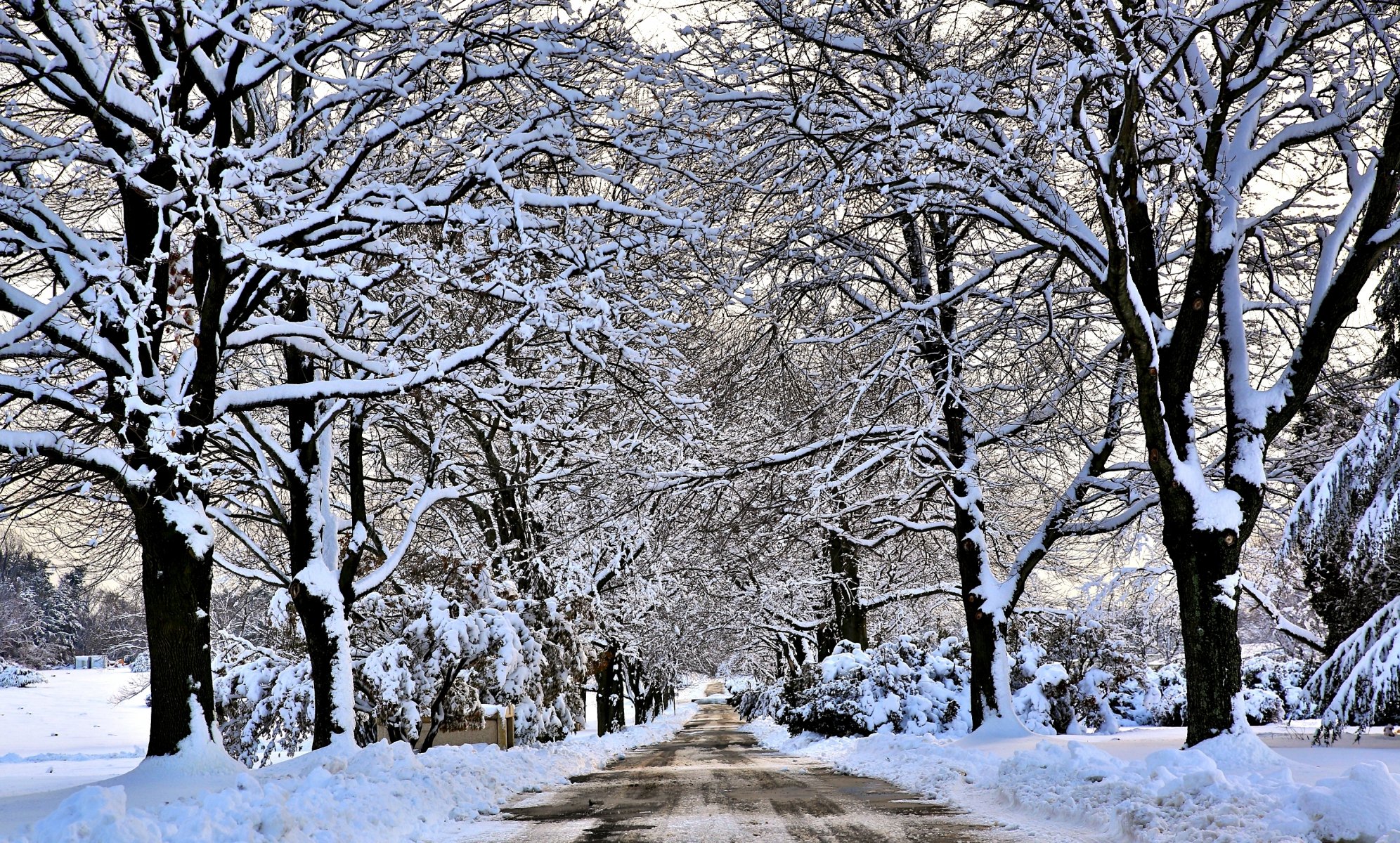 winter schnee straße bäume