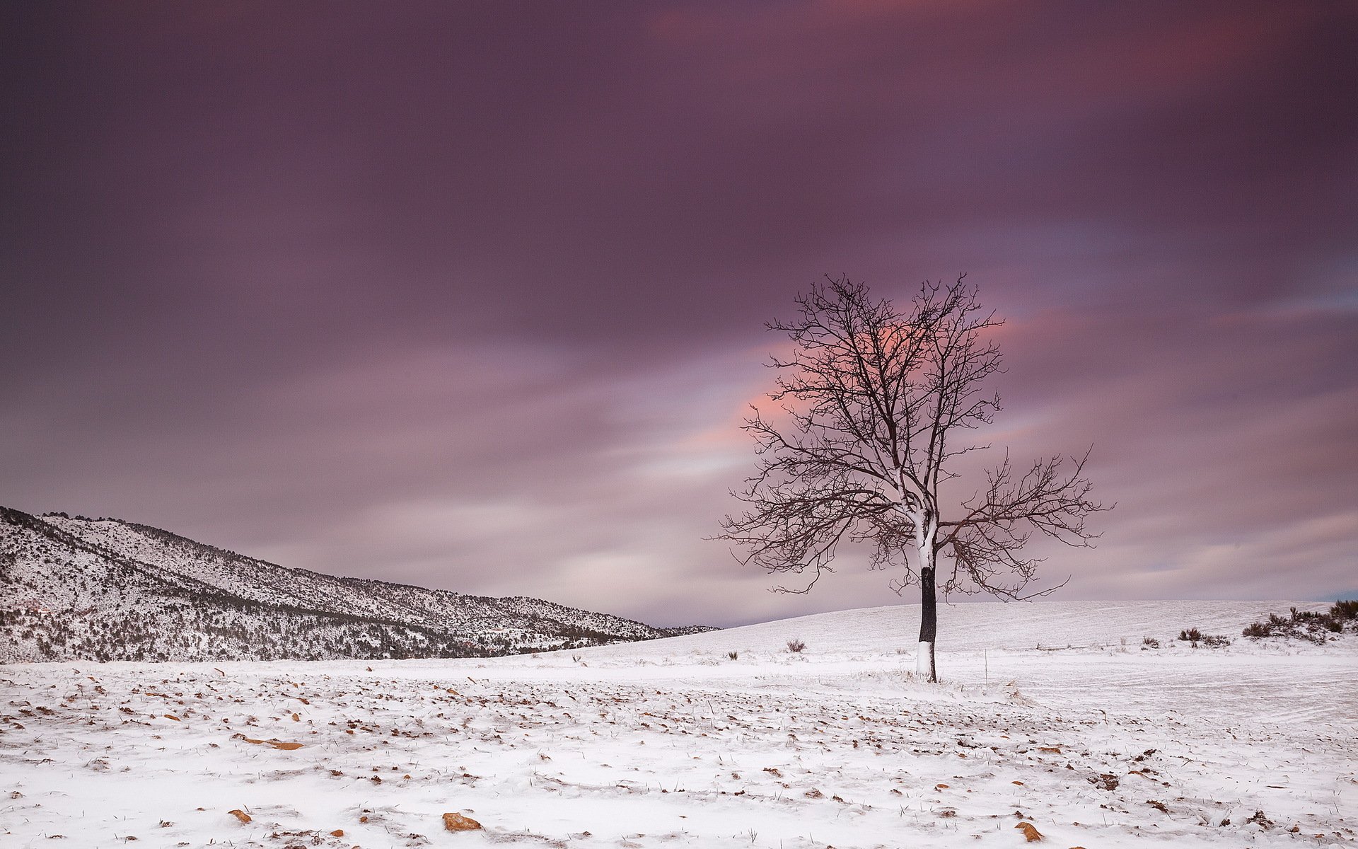 campo albero inverno paesaggio