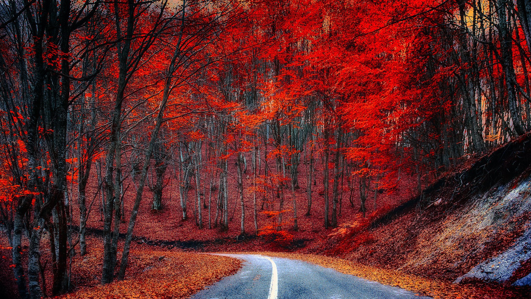 wald bäume straße blätter herbst purpurrot