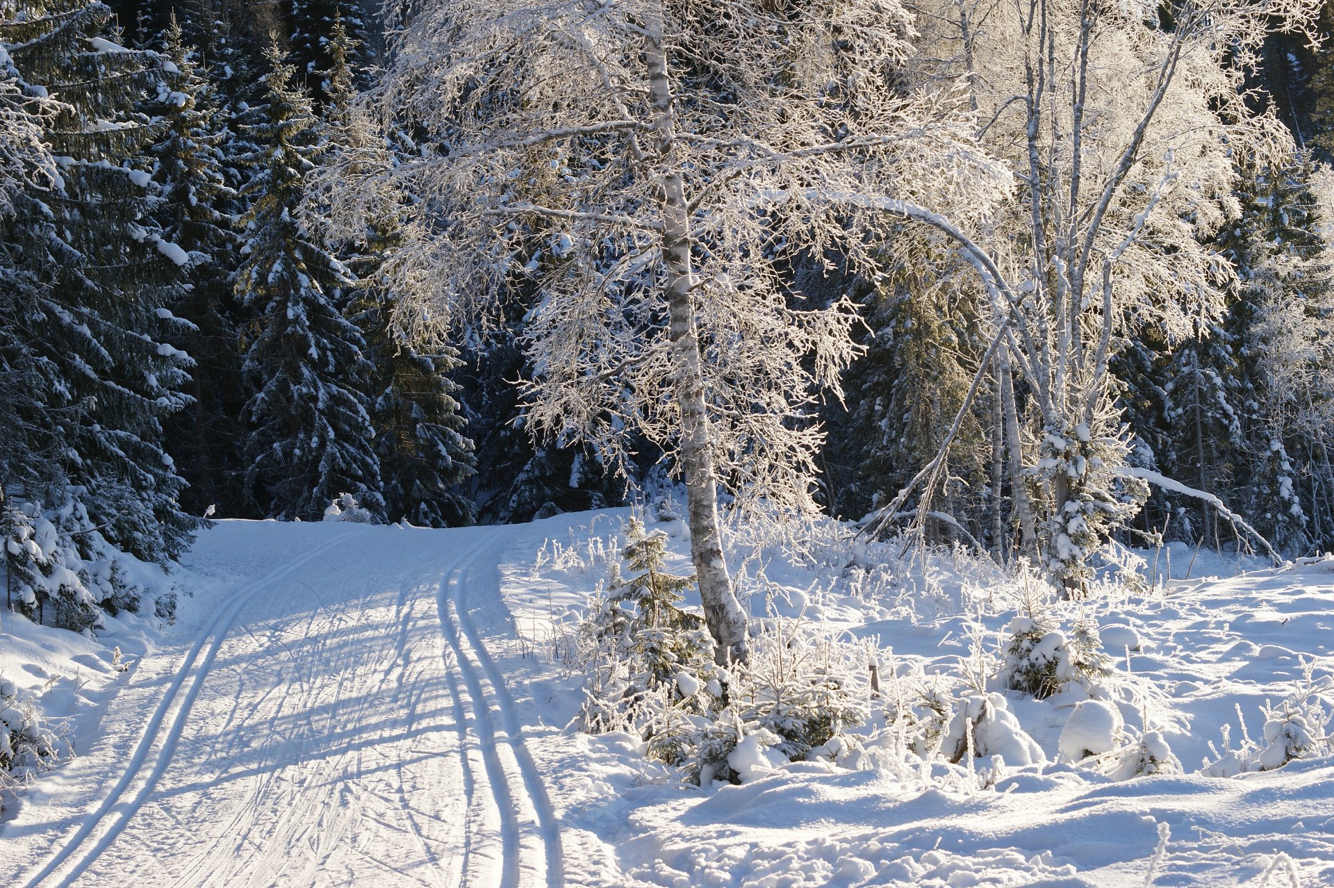 invierno nieve carretera árboles escarcha