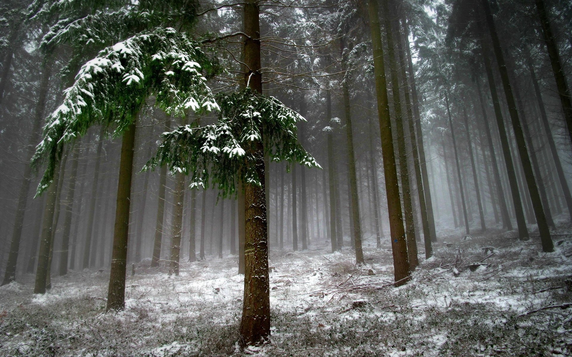 forêt arbres neige paysage