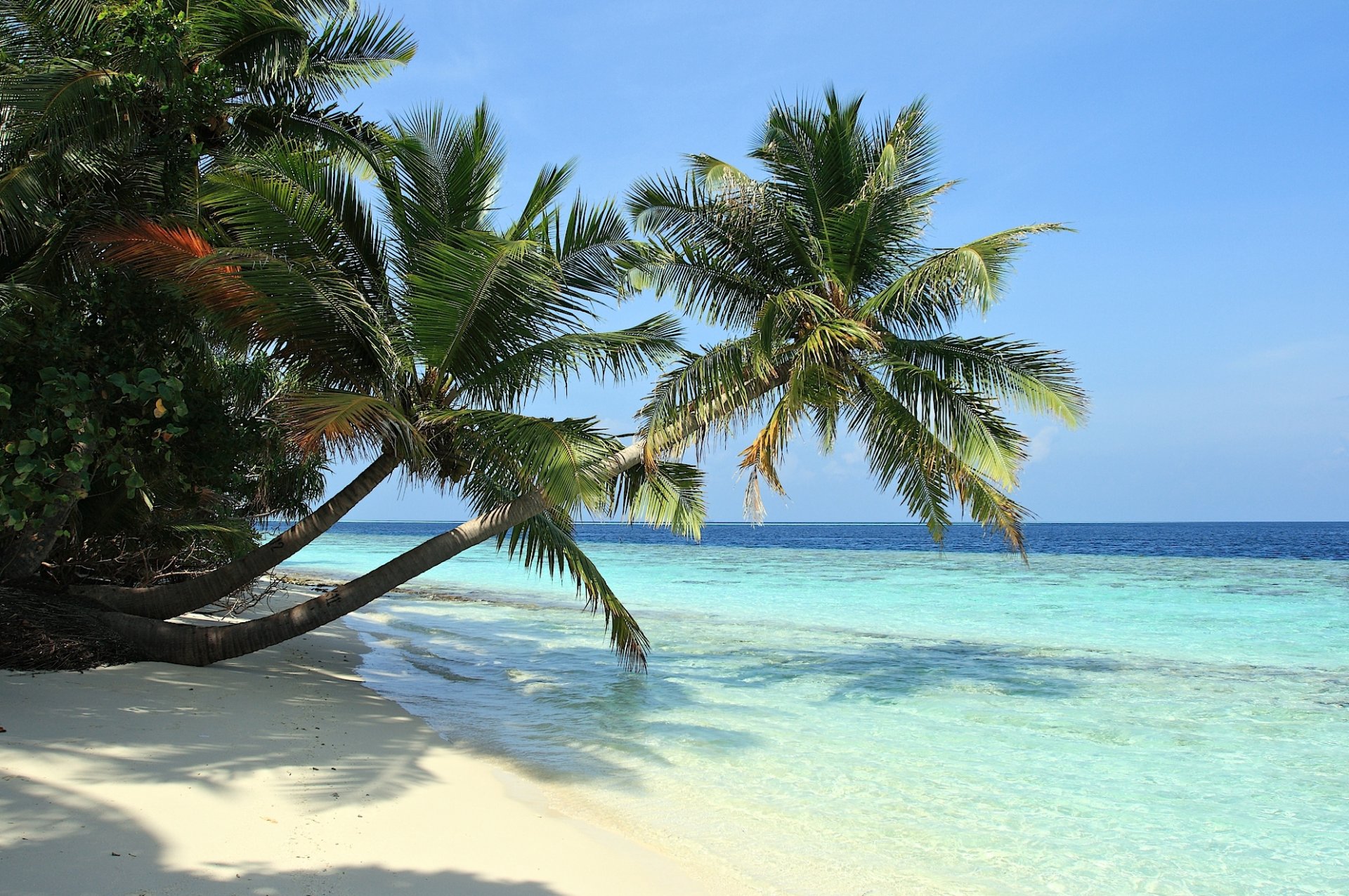 mer plage sable palmiers tropiques