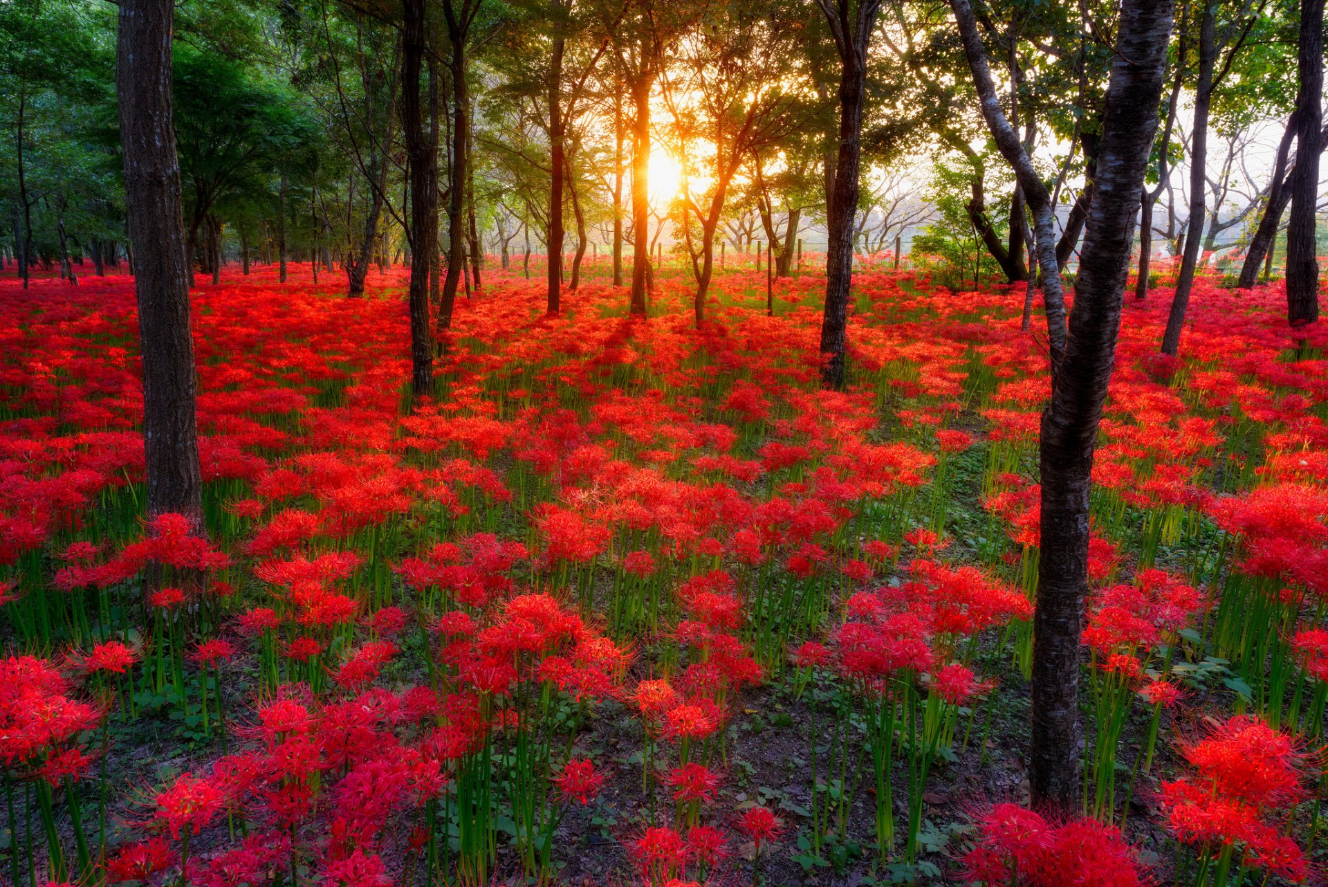 natura sole tramonto fiori foresta parco alberi passeggiata