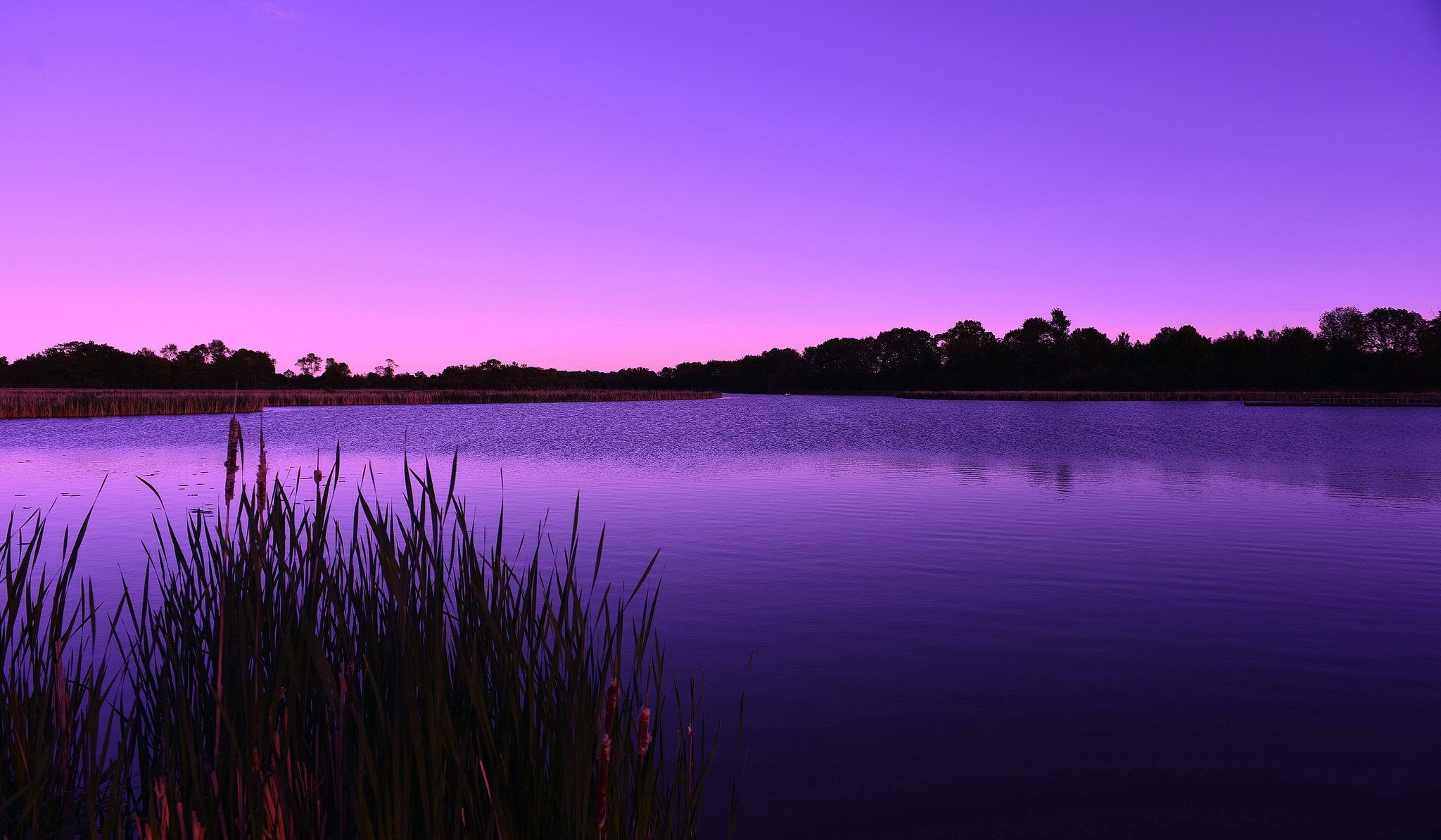 foresta lago canne mattina alba lilla