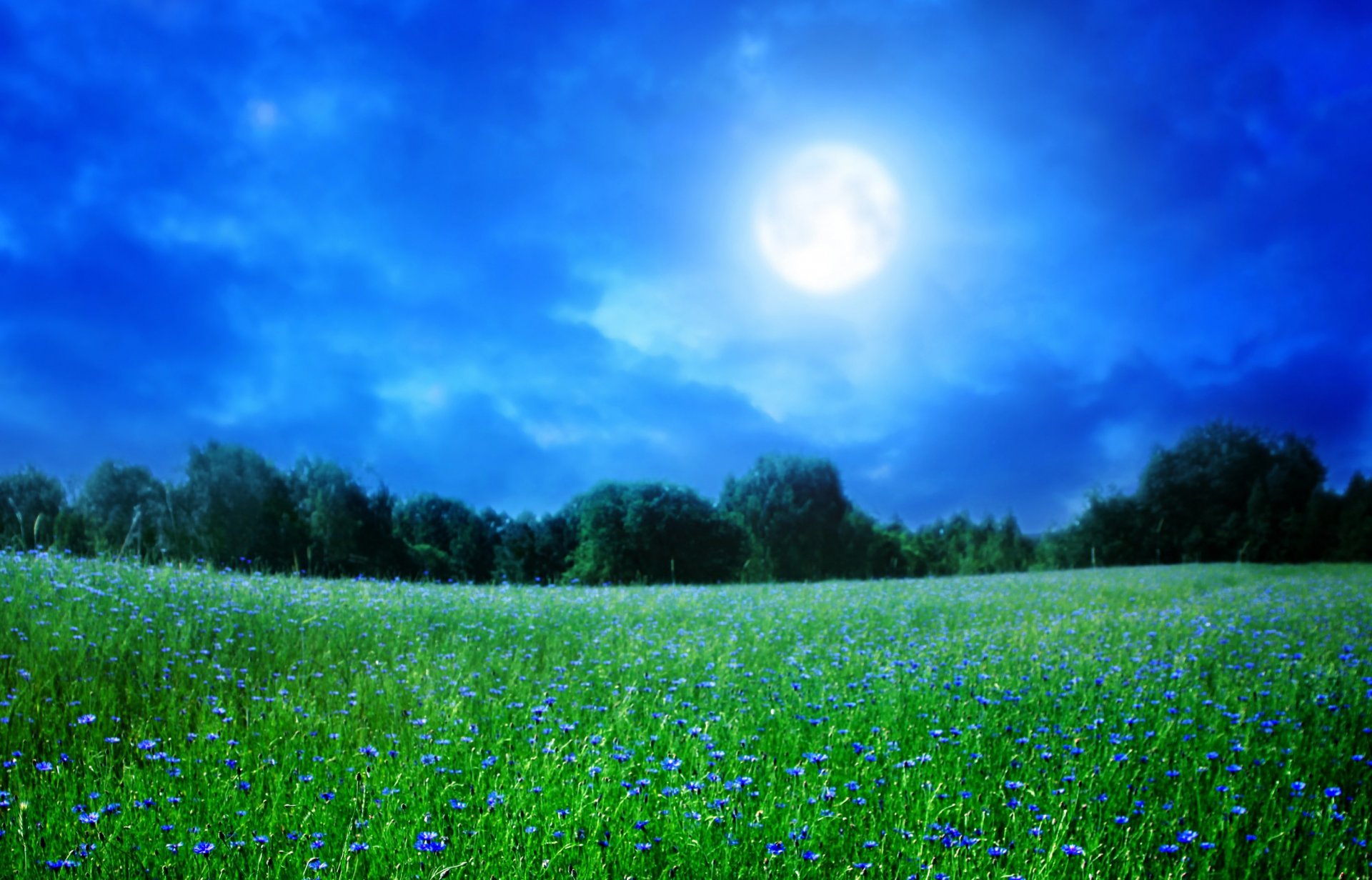 paesaggio natura estate fiori erba alberi cielo notte luna