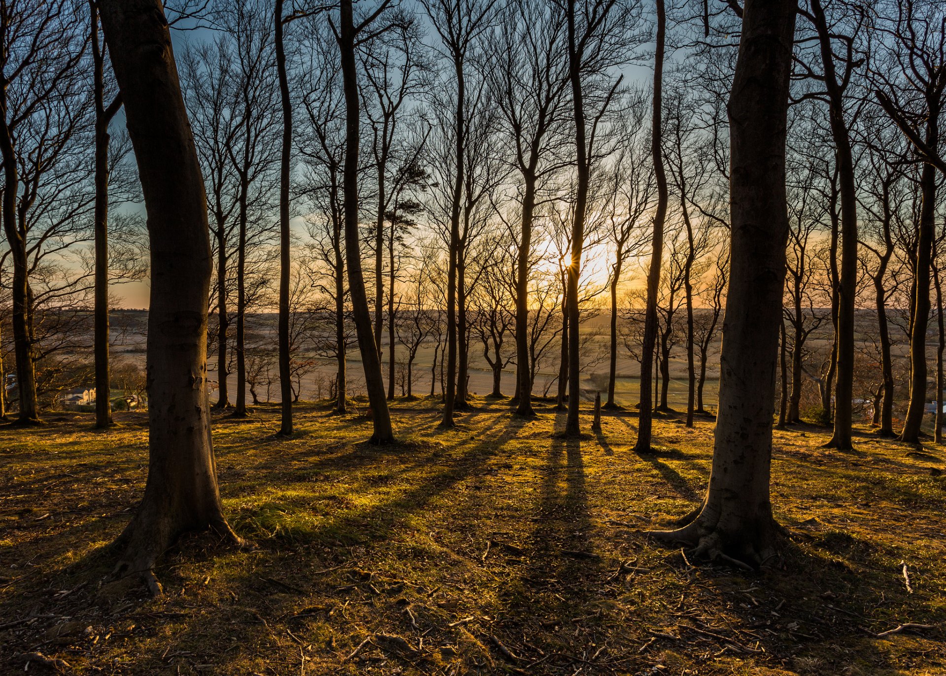 foresta alberi tramonto sole vista