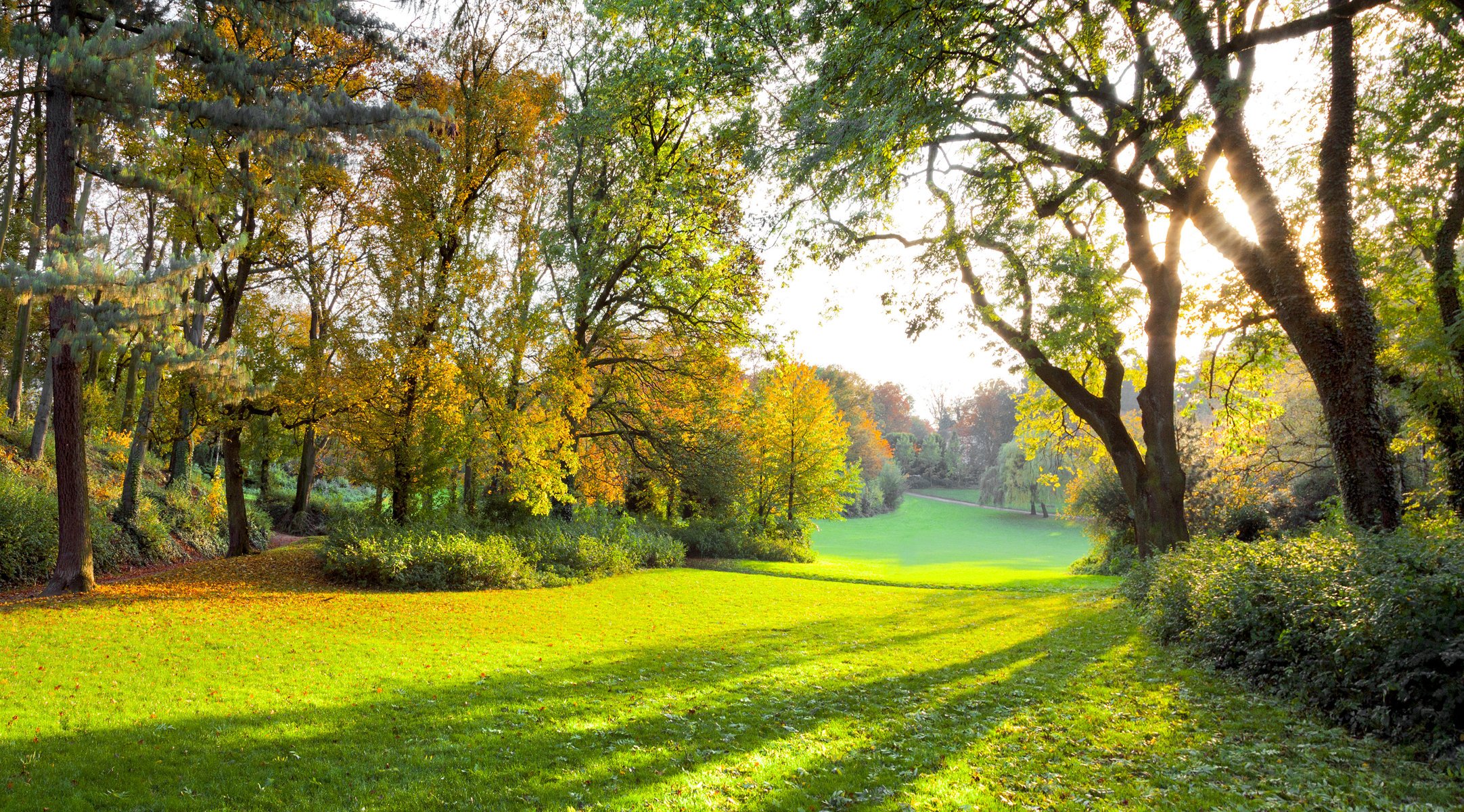 jesienny park promienie słoneczne jesienny las las zielone pole trawa drzewa natura krajobraz piękna scena słońce zielone pole piękna scena