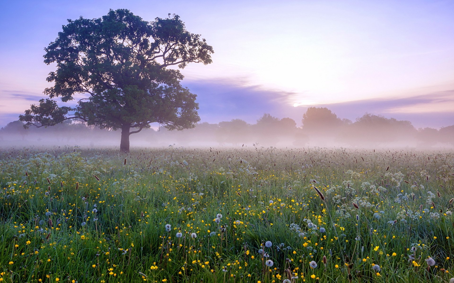 matin champ brouillard paysage